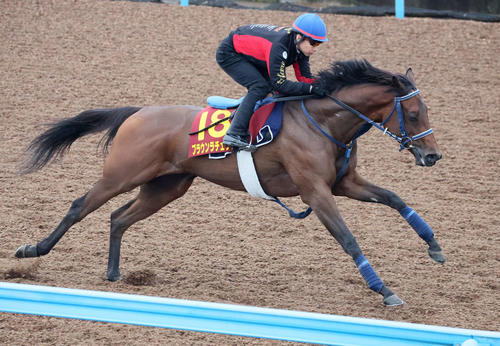 15日、ブラウンラチェットは池添騎手を背に美浦ウッドを単走で追い切られた