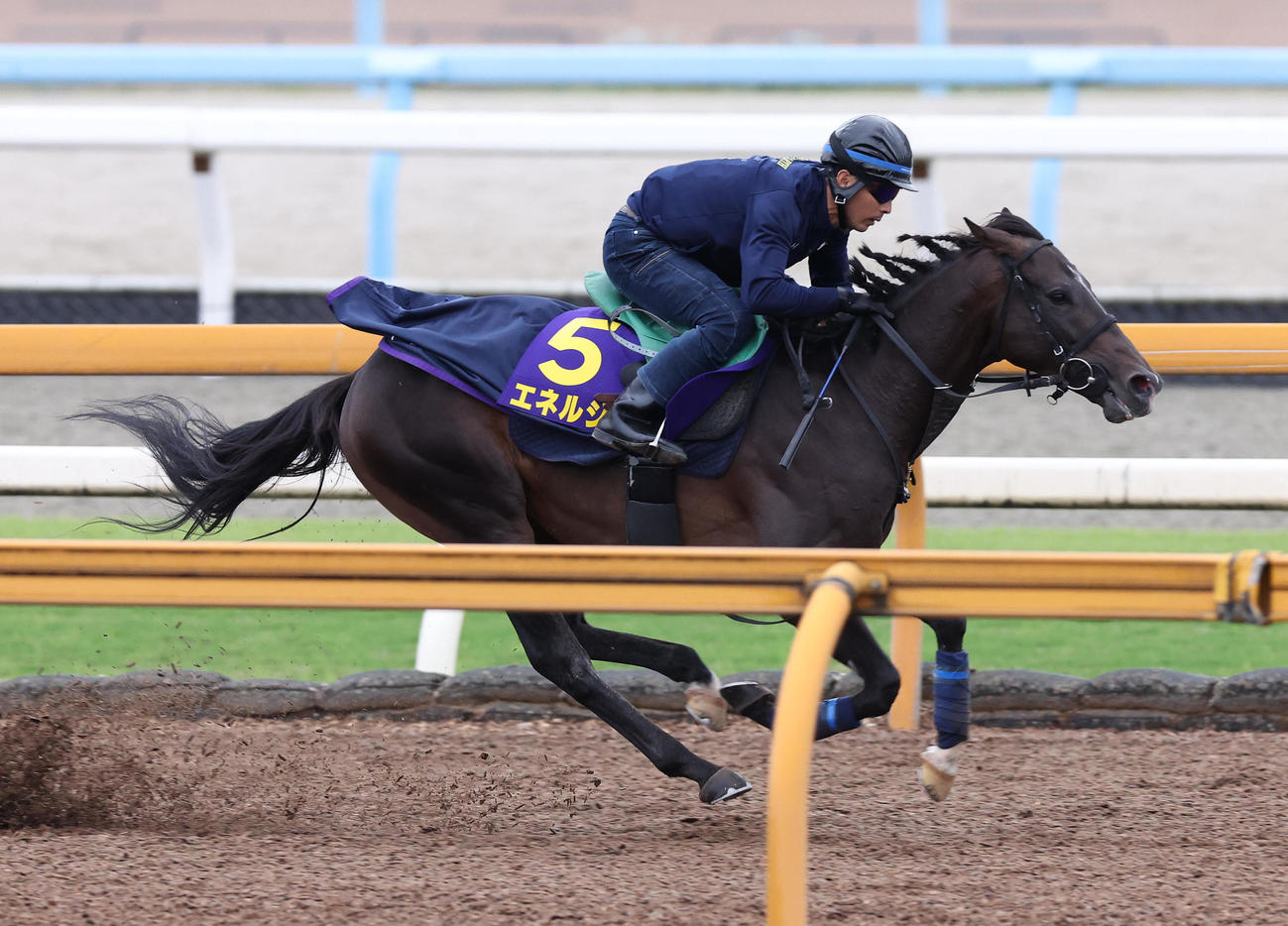 Cウッドを併せ馬で追い切るエネルジコ（撮影・白石智彦）
