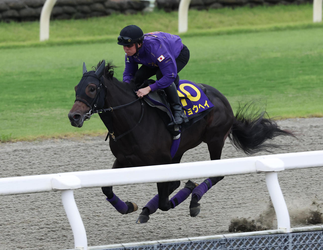 ポリトラックを単走で追い切るショウヘイ（撮影・白石智彦）