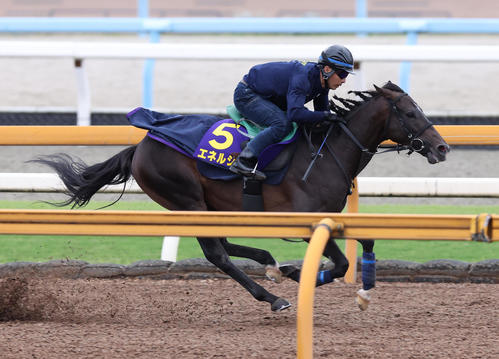 Cウッドを併せ馬で追い切るエネルジコ(撮影・白石智彦)