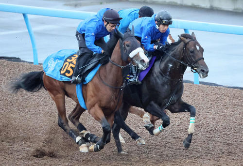 22日、アマキヒ(中央)は美浦ウッドを3頭併せで追い切られた