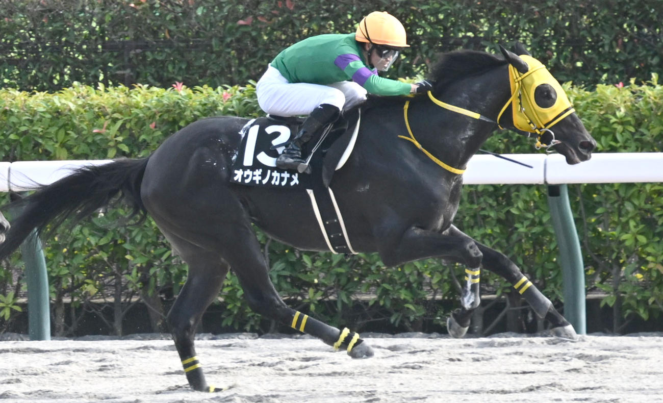 赤富士Sを制したオウギノカナメ