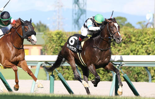 御在所特別を制したメディテラニアン