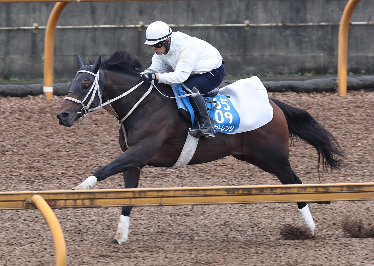 Cウッドを単走で追い切るアウトレンジ（撮影・白石智彦）