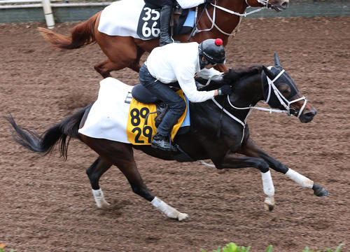 坂路で追い切るダブルハートボンド（手前）
