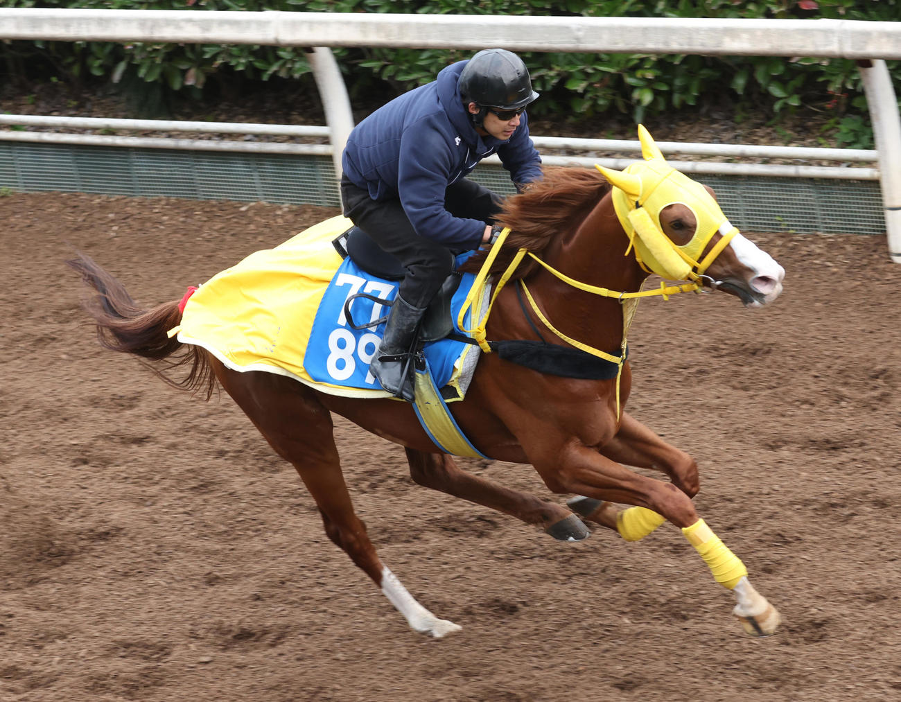 5日、坂路で追い切るボルドグフーシュ