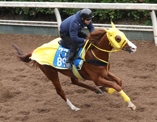 5日、坂路で追い切るボルドグフーシュ