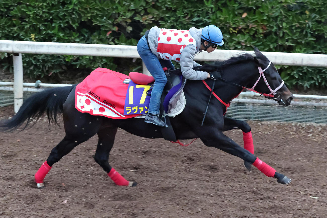 坂路を単走で追い切るラヴァンダ