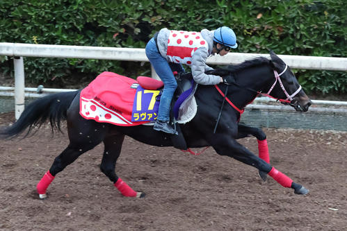 坂路を単走で追い切るラヴァンダ