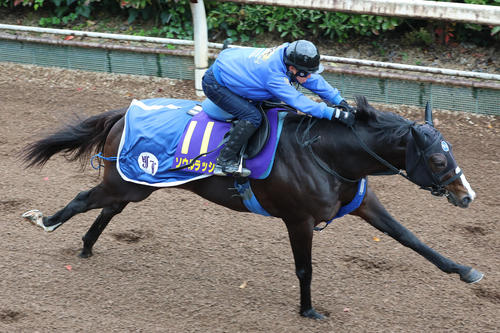 坂路を単走で追い切るソウルラッシュ