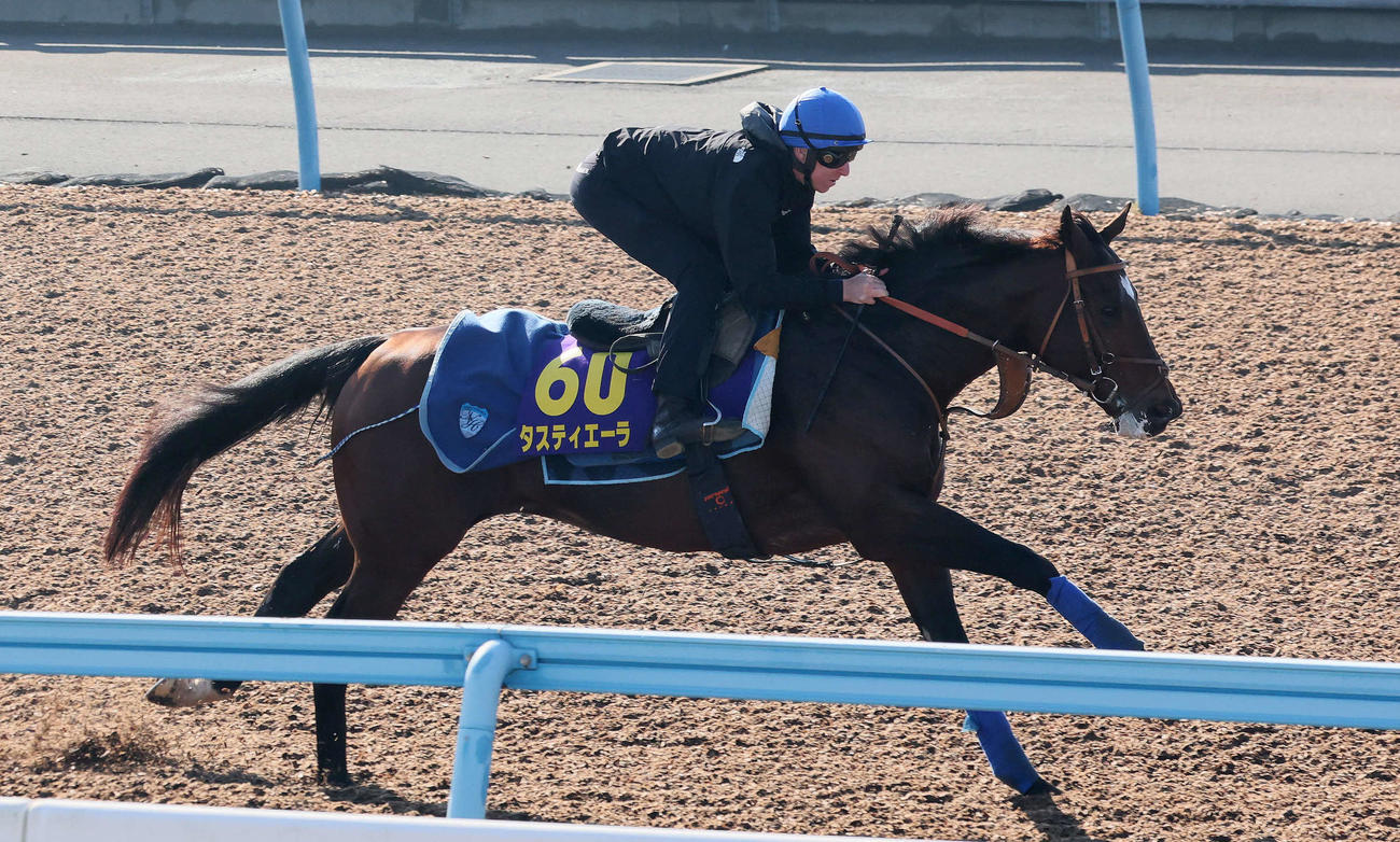 26日、タスティエーラはレーン騎手を背に美浦ウッドで追い切られた