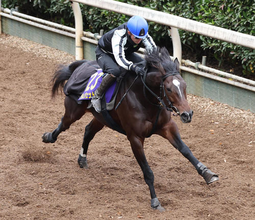 小牧加騎手を背に坂路を単走で追い切るラムジェット（撮影・白石智彦）