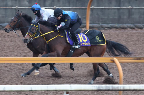 Cウッドコースで追い切るテンカジョウ（手前）