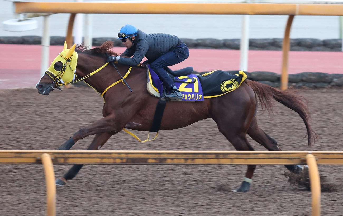 3日、武豊騎手を背にCウッドコースで追い切るメイショウハリオ