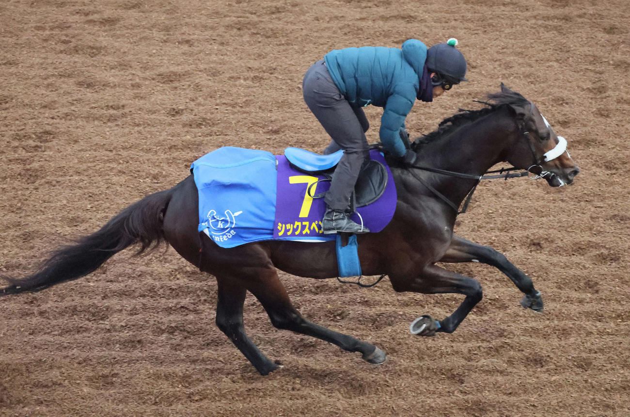 3日、シックスペンスは美浦坂路を力強いフットワークで駆け上がった