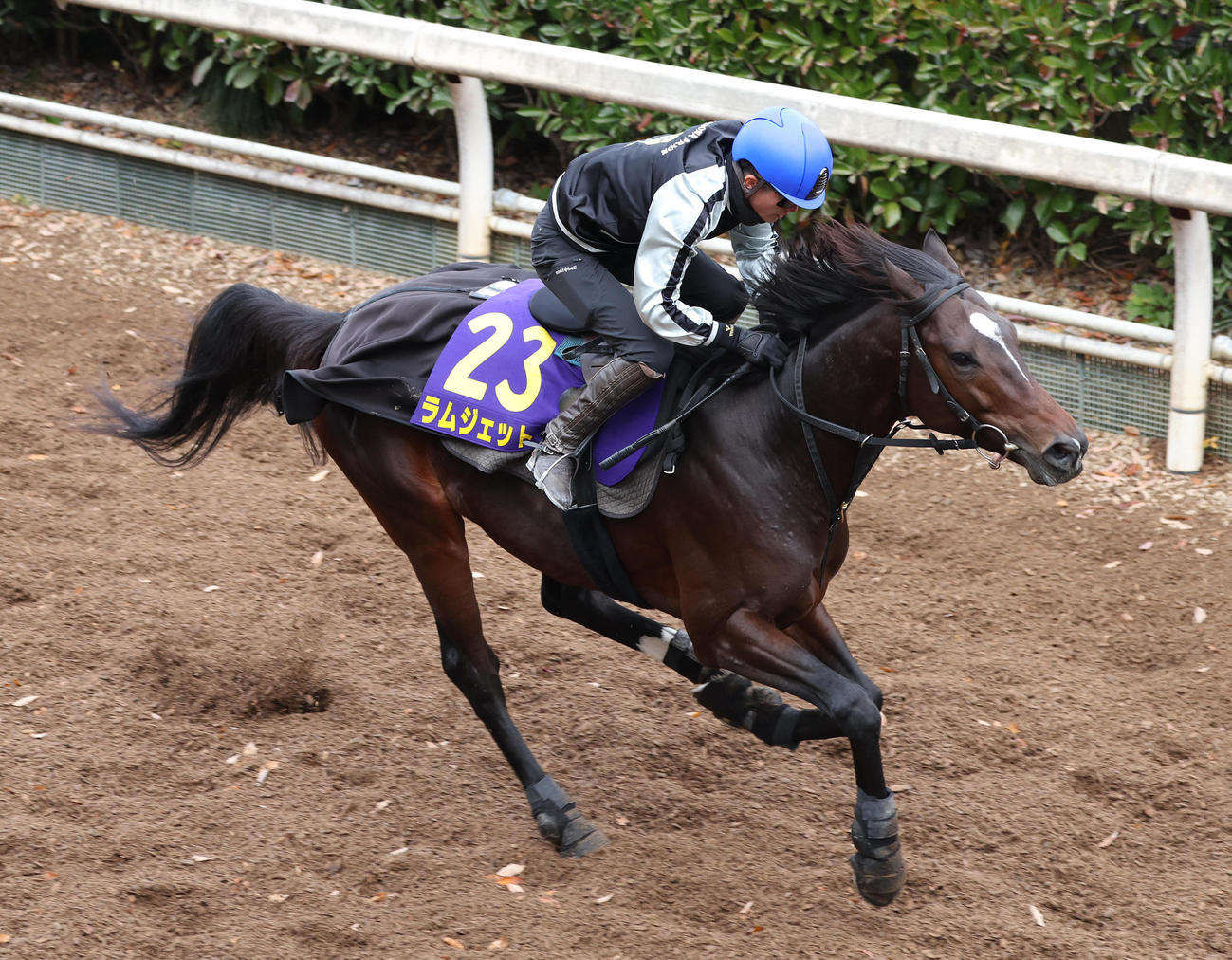 小牧加騎手を背に坂路を単走で追い切るラムジェット