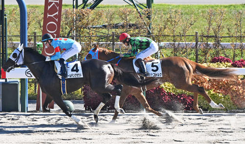 11月16日、京都7R3歳以上2勝クラスで2着に入ったポッドフォルク(右)