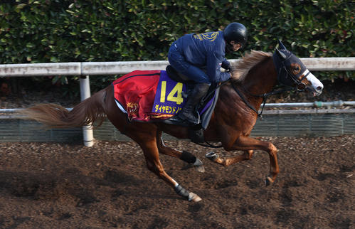 17日、坂路で追い切るダイヤモンドノット