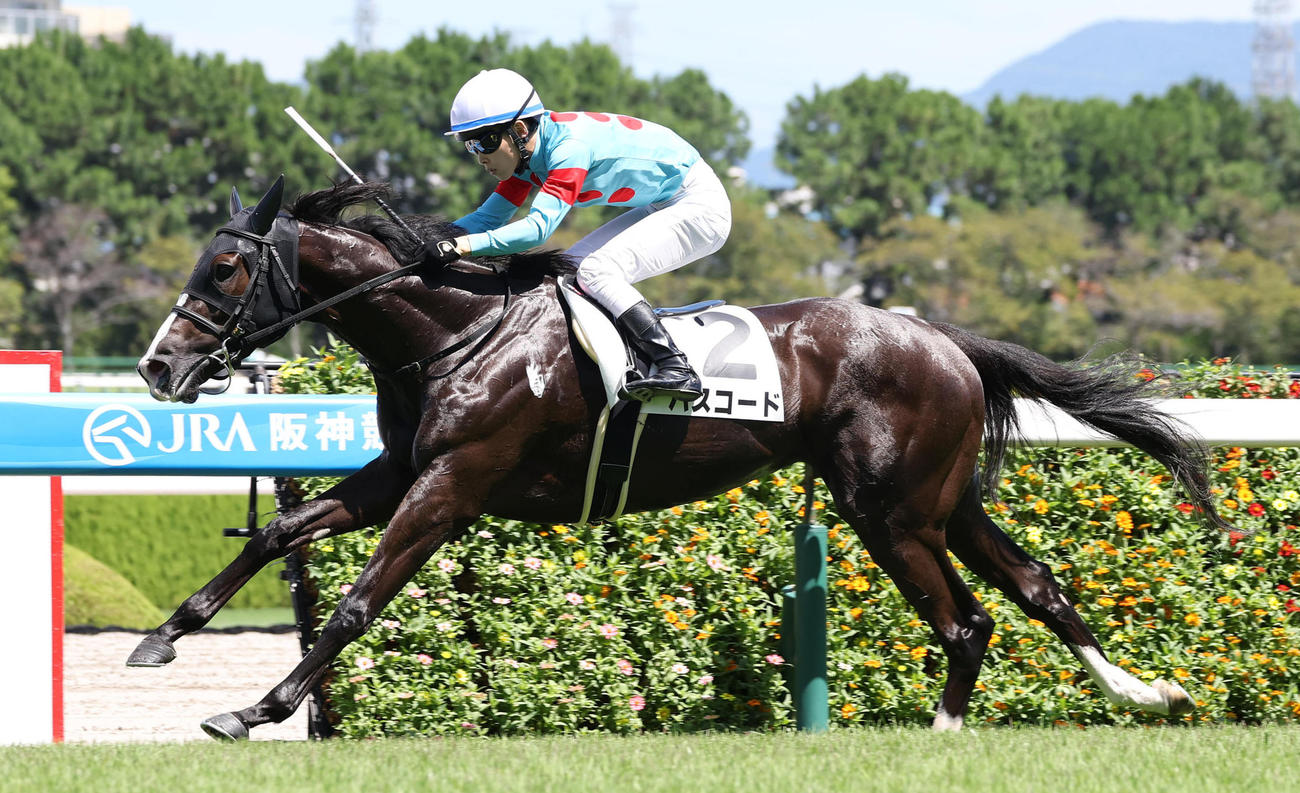 9月6日阪神4Rの3歳未勝利を勝ち上がったパスコード