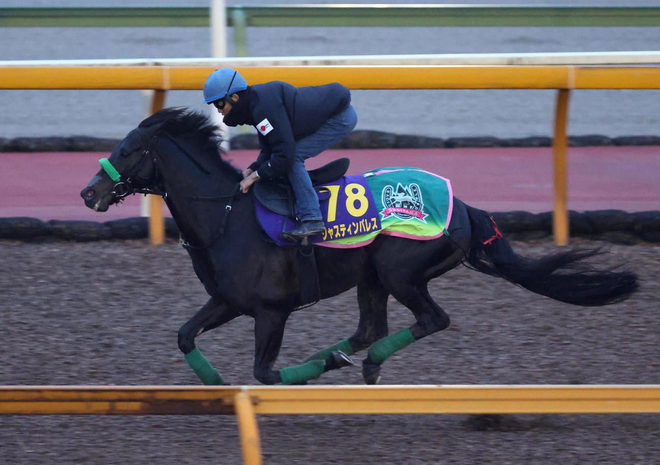 泉谷騎手を背にCウッドを単走で追い切るジャスティンパレス（撮影・白石智彦）
