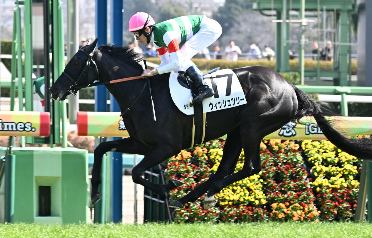 3月2日中山5R3歳未勝利戦を制したウィッシュツリー