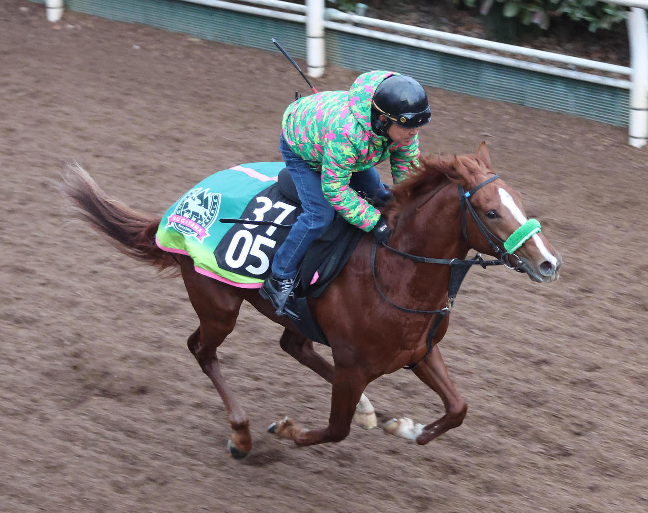 坂路を単走で追い切るリアライズブラーヴ（撮影・白石智彦）