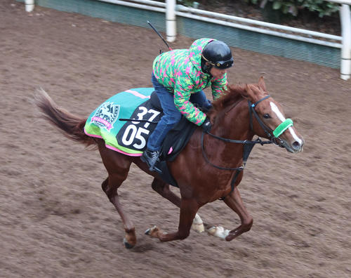坂路を単走で追い切るリアライズブラーヴ(撮影・白石智彦)