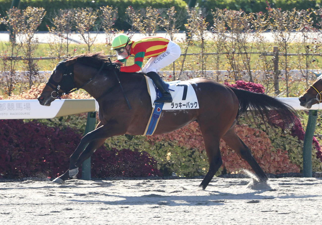 ラッキーバック（2025年11月29日撮影）