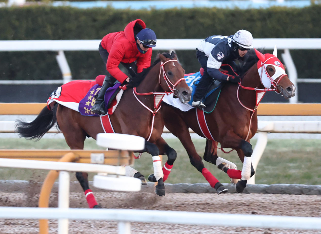 藤岡佑騎手を背にCウッドコースにて併せ馬で追い切るルシュヴァルドール（右）