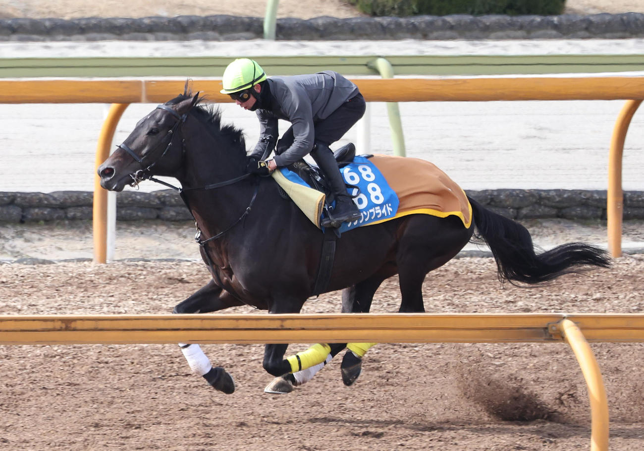 田山騎手を背にCウッドを単走で追い切るクラウンプライド（撮影・白石智彦）