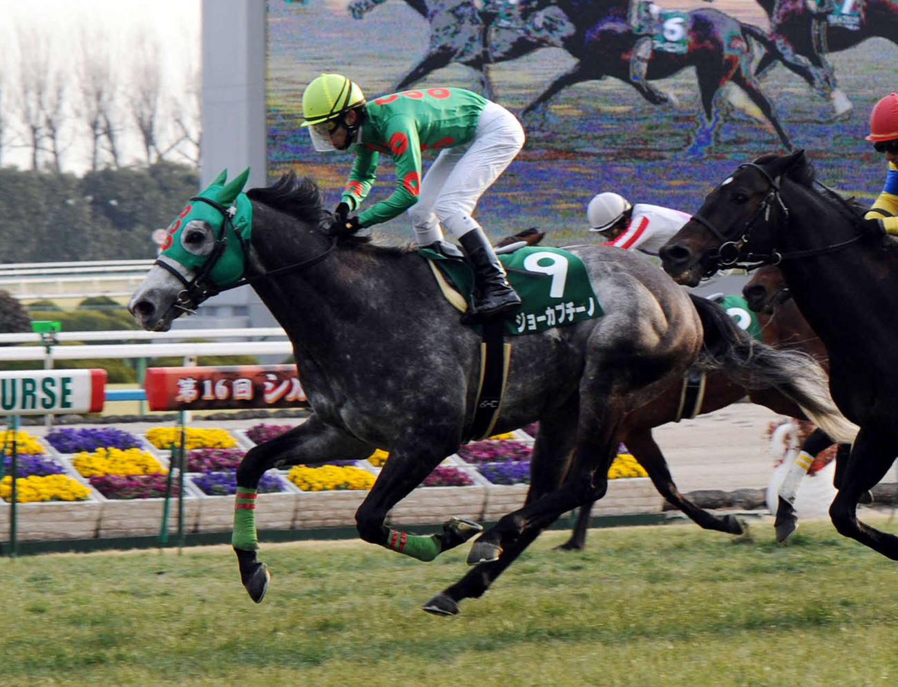 2011年1月29日、シルクロードSを制したジョーカプチーノ