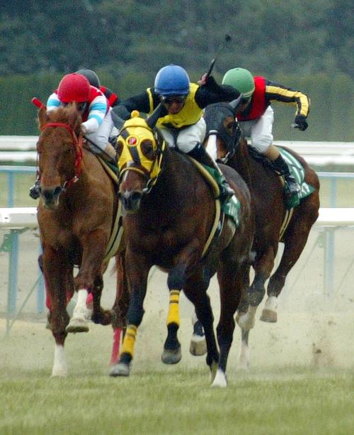 2005年2月6日、直線鋭く伸びシルクロードSを制したプレシャスカフェ（中央）