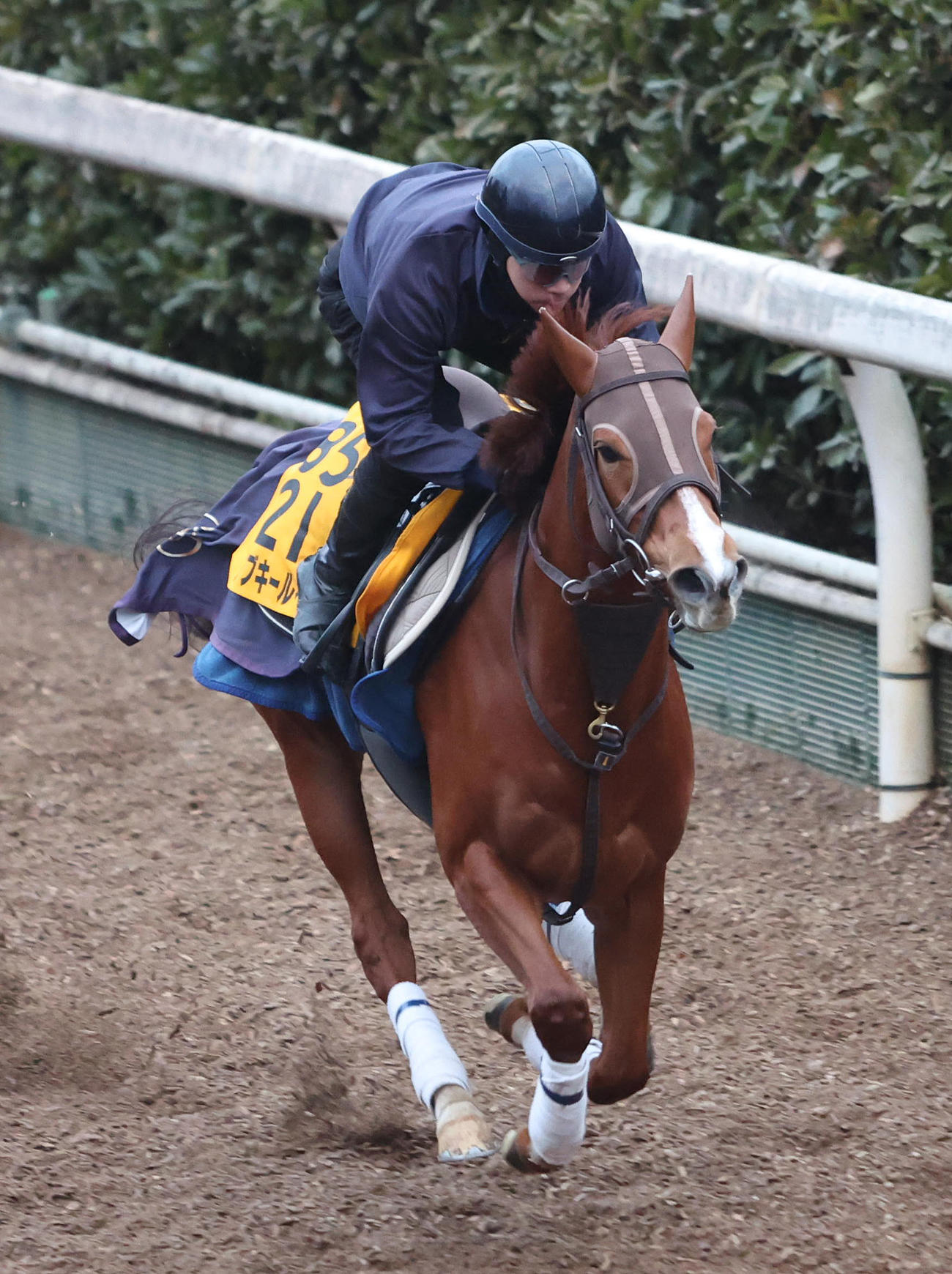 坂路を単走で追い切るアブキールベイ（撮影・白石智彦）