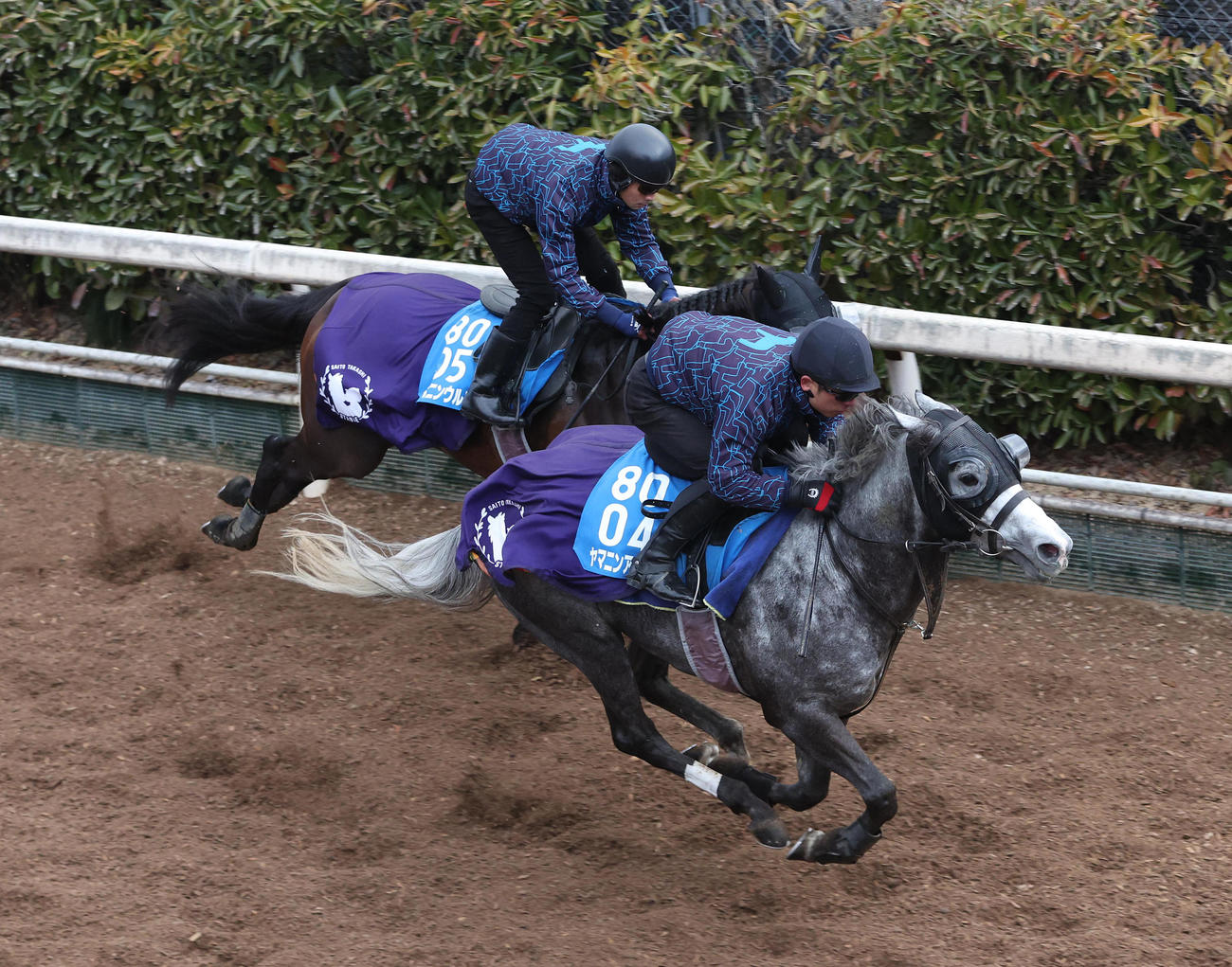 坂路をヤマニンウルス（奥）と併せ馬で追い切るヤマニンアルリフラ（撮影・白石智彦）