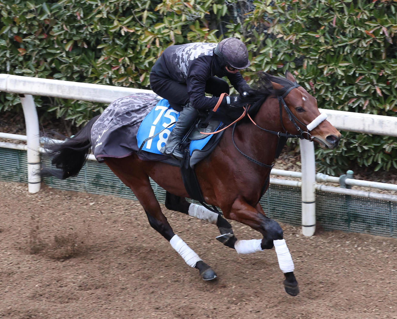坂路を単走で追い切るナムラアトム（撮影・白石智彦）