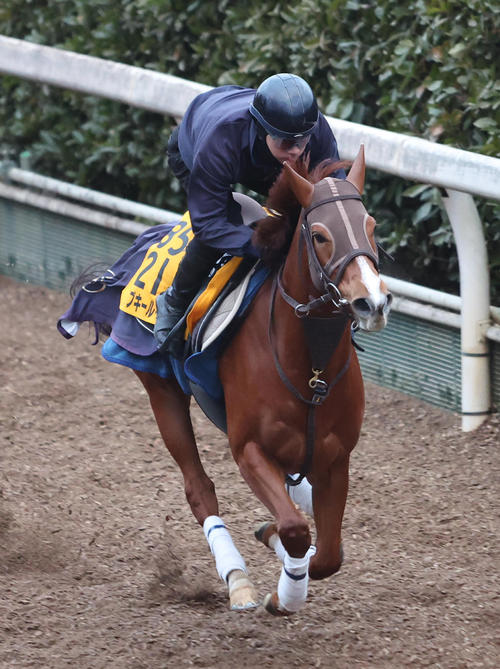 坂路を単走で追い切るアブキールベイ（撮影・白石智彦）