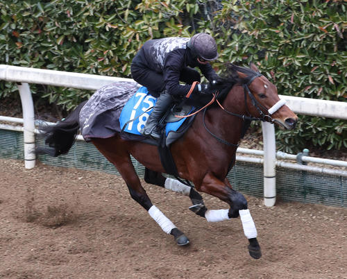坂路を単走で追い切るナムラアトム（撮影・白石智彦）