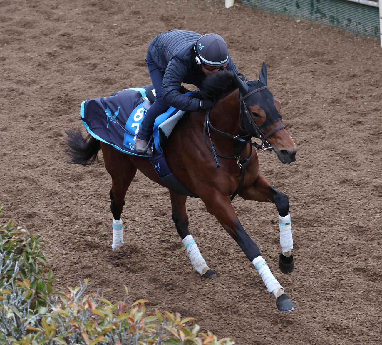 28日、坂路を単走で追い切るロードフォンス