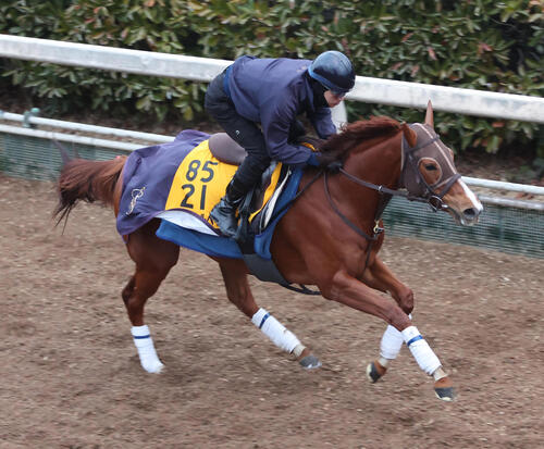 28日、坂路を単走で追い切るアブキールベイ