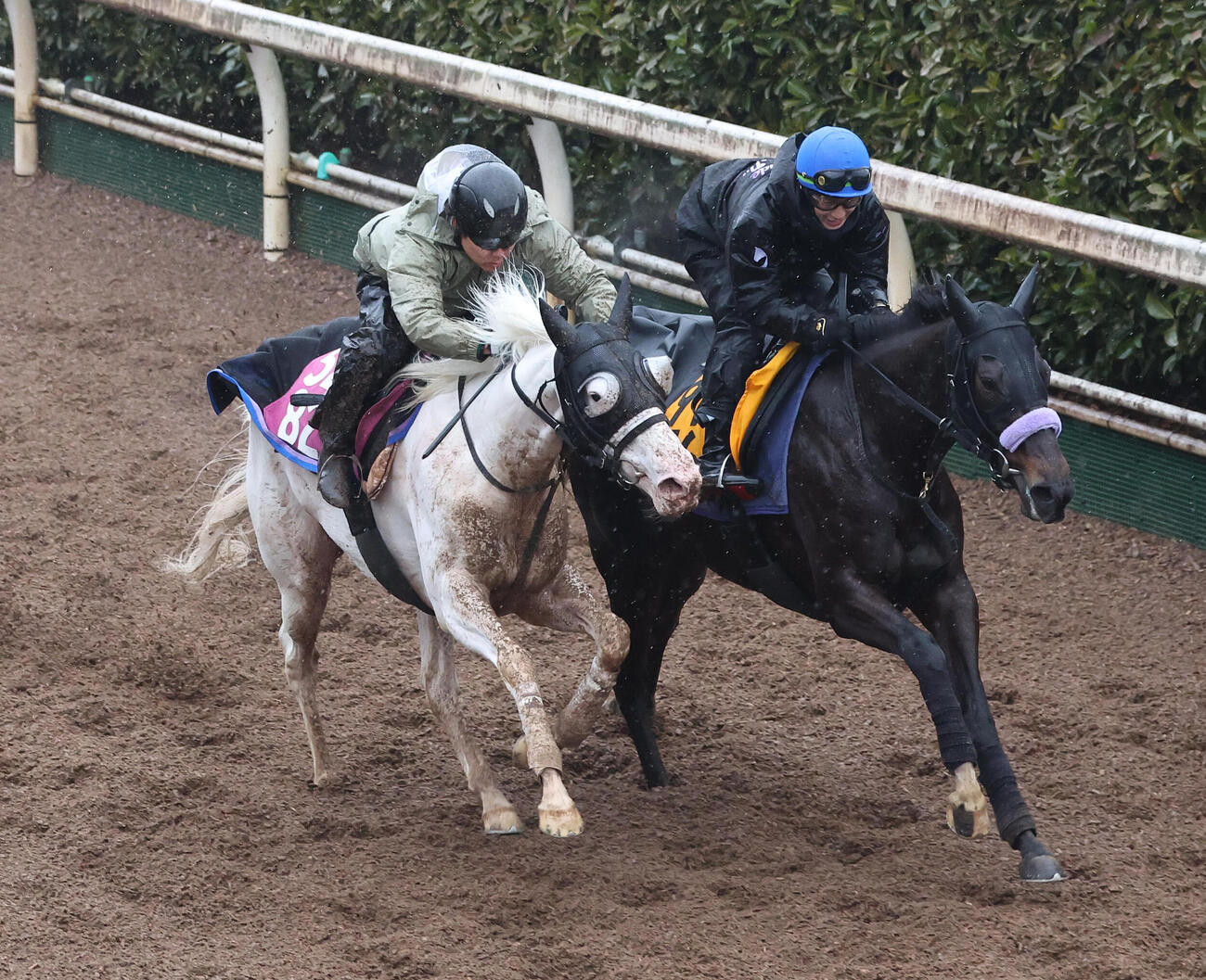 11日、坂路を併せ馬で追い切るマルガ（左）