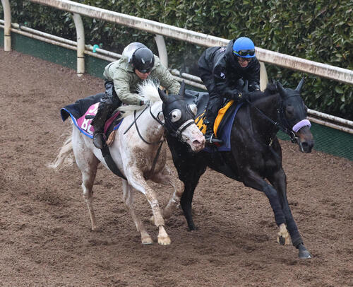 11日、坂路を併せ馬で追い切るマルガ（左）