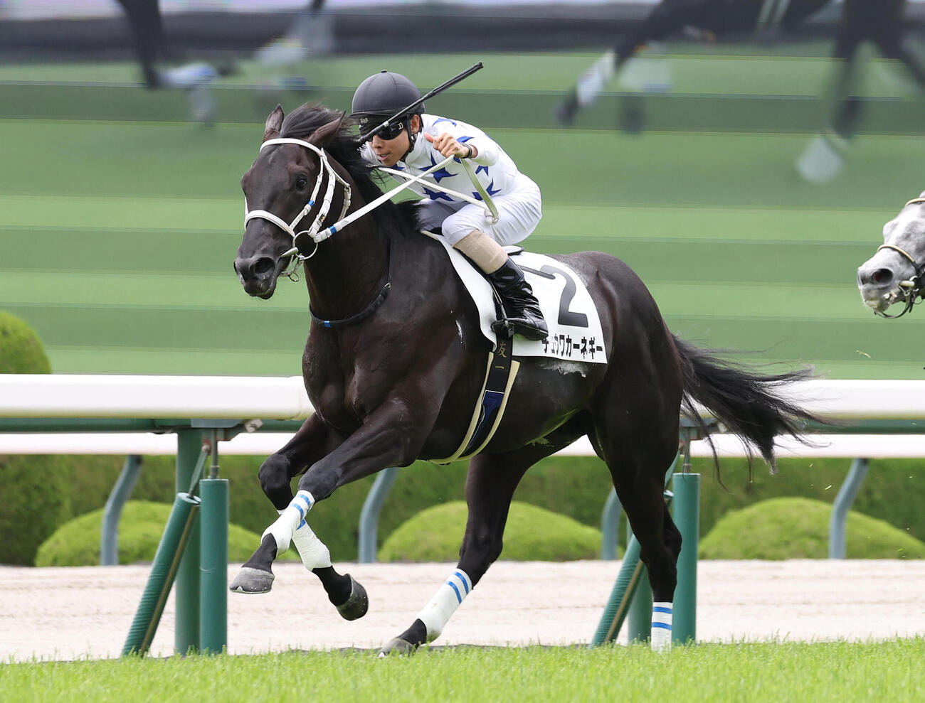 新馬戦を制したチュウワカーネギー（2025年6月撮影）
