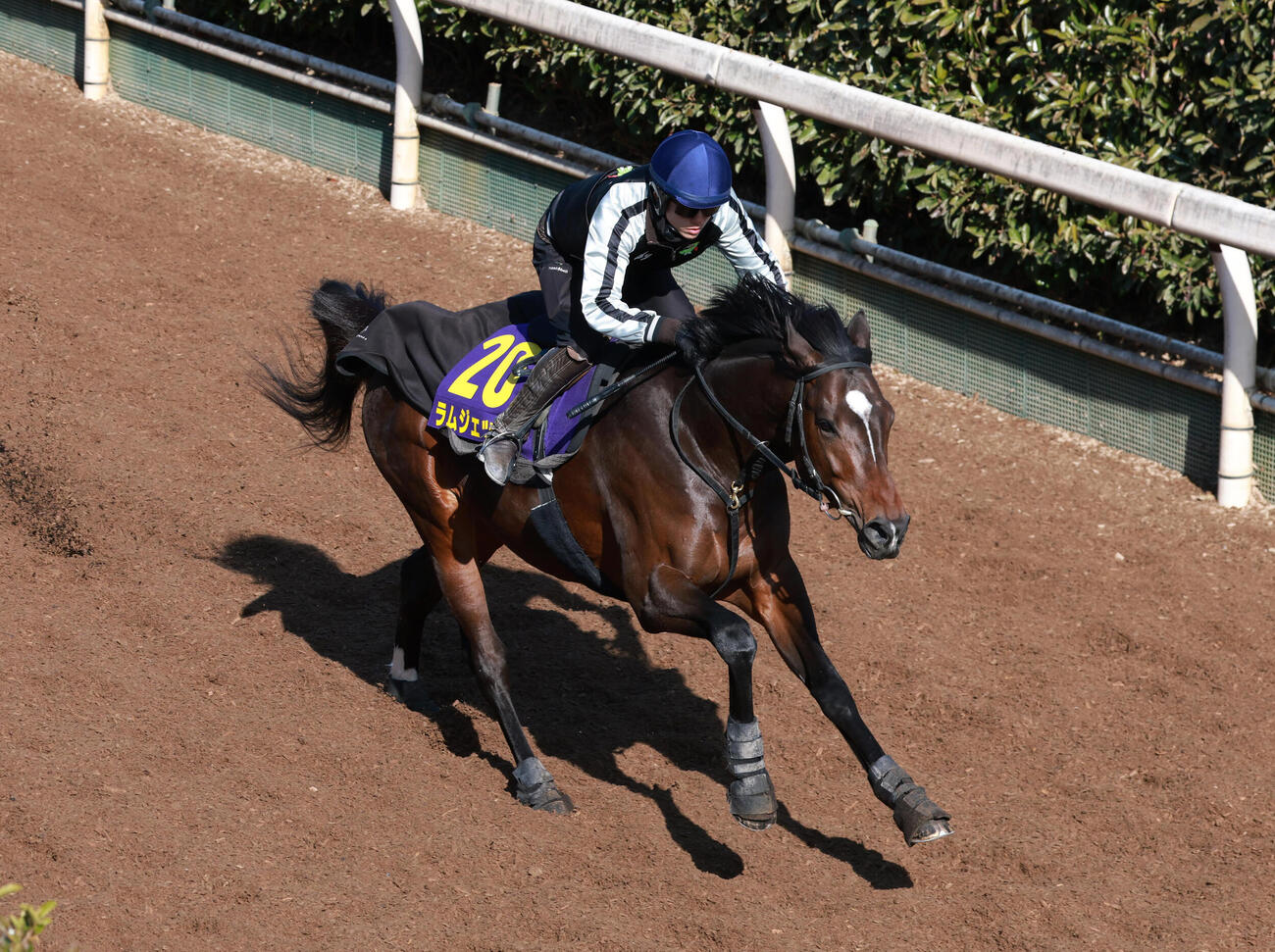 坂路を単走で追い切るラムジェット