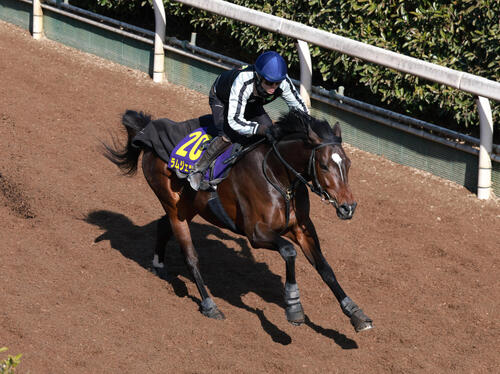 坂路を単走で追い切るラムジェット