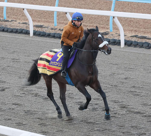 18日、ダートコースで運動するシックスペンスと戸崎騎手