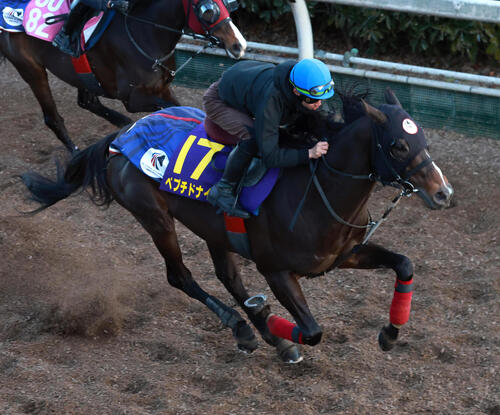 18日、坂路で追い切るペプチドナイル