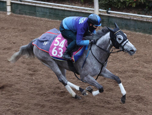 松山騎手を背に坂路を単走で追い切るホワイトオーキッド（撮影・白石智彦）