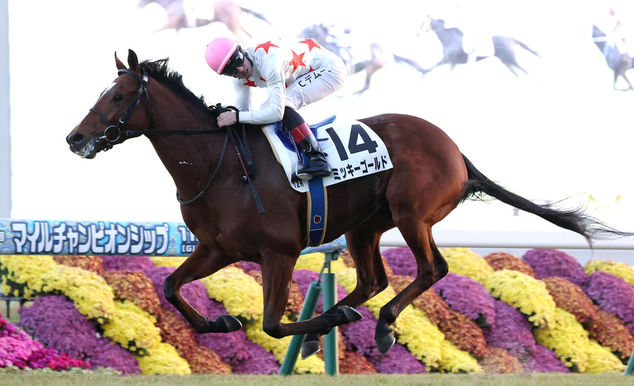 25年11月22日京都12R2勝クラスを制したミッキーゴールド