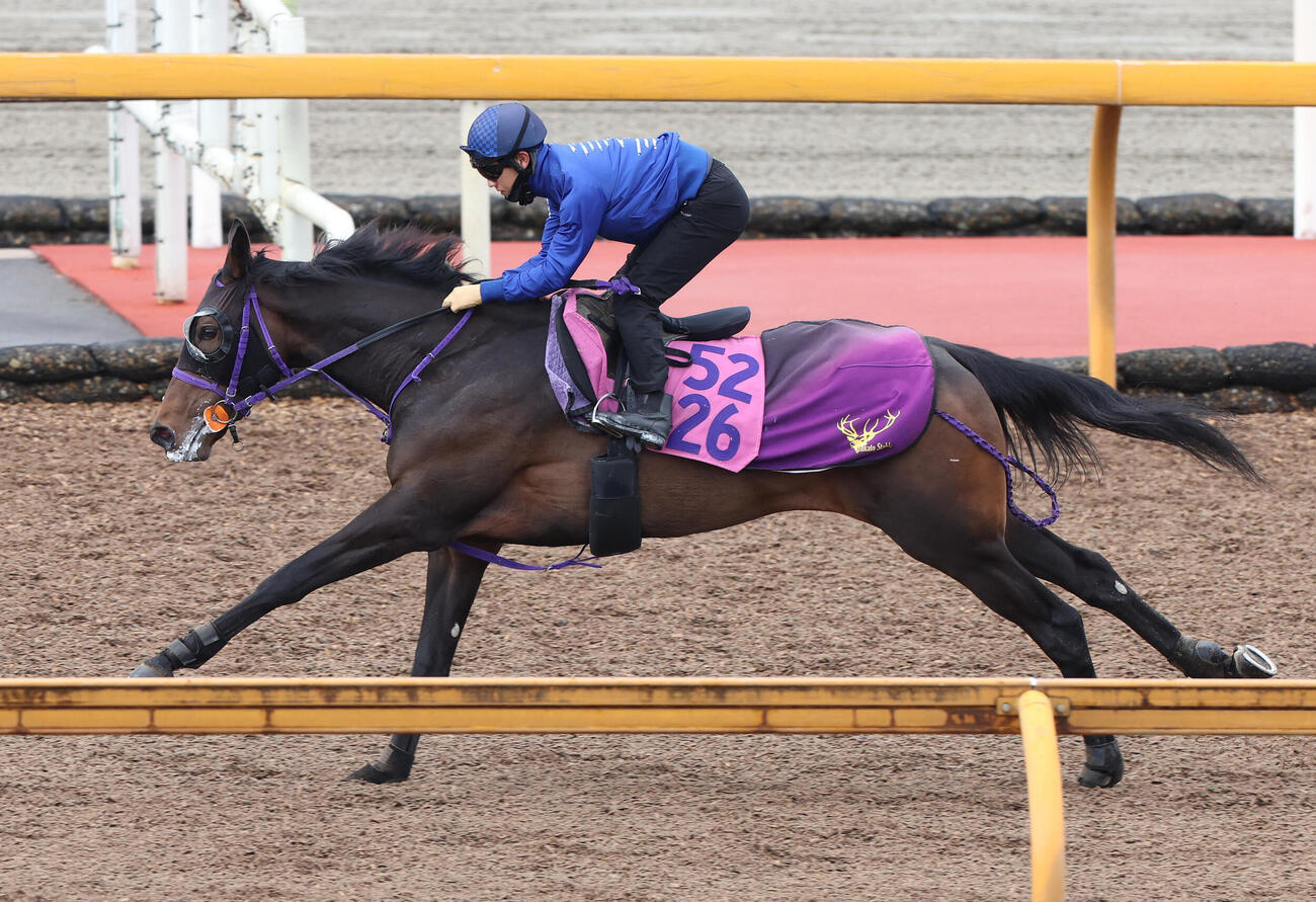 荻野極騎手を背にCウッドを単走で追い切るサンアントワーヌ（撮影・白石智彦）