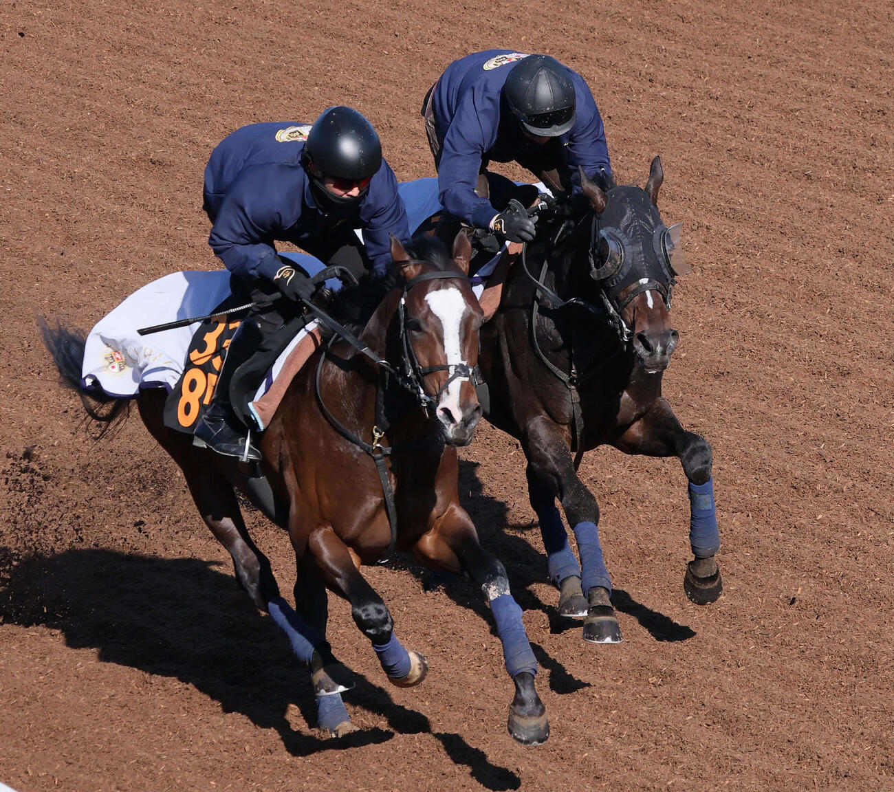 11日、クレパスキュラー（右）は美浦坂路でタイセイモノリスと併せて追い切られた